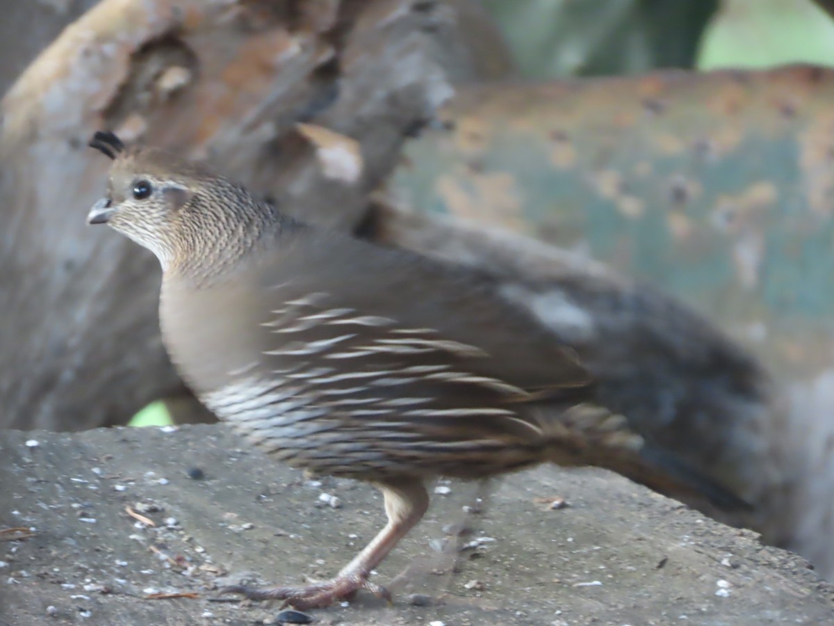 California Quail - ML646553049