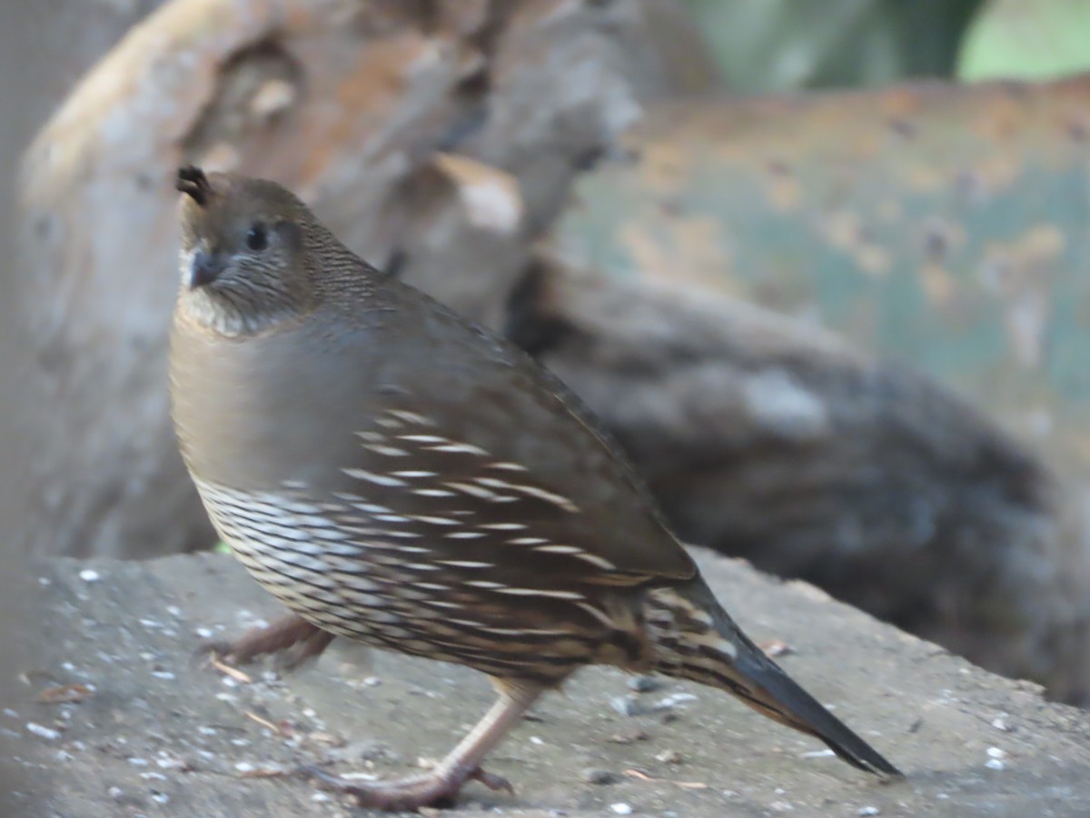California Quail - ML646553050