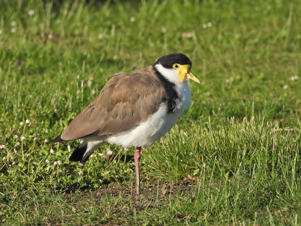 Masked Lapwing (Black-shouldered) - ML646553057