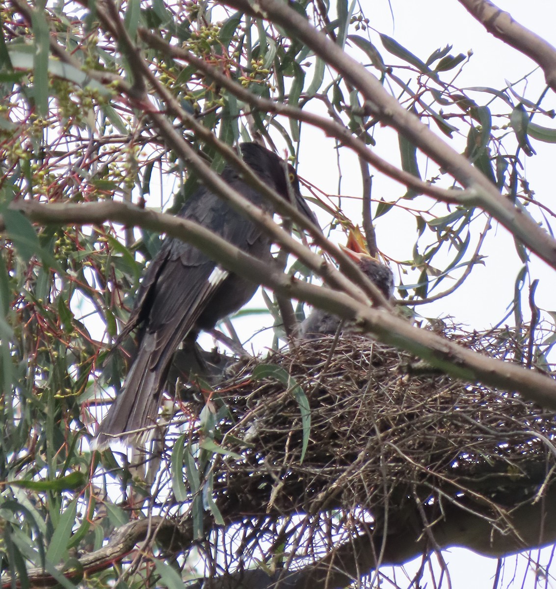 Weißbürzel-Krähenstar - ML646553058