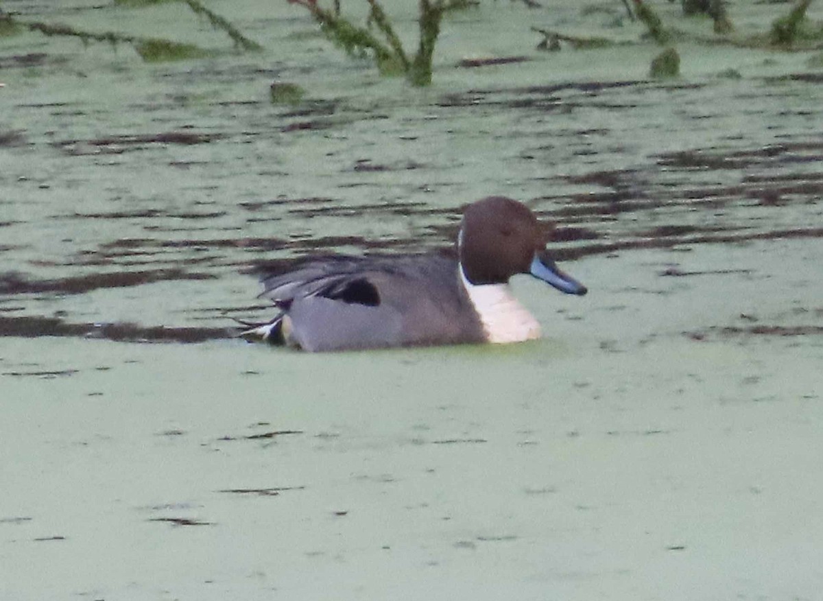 Northern Pintail - ML646553059