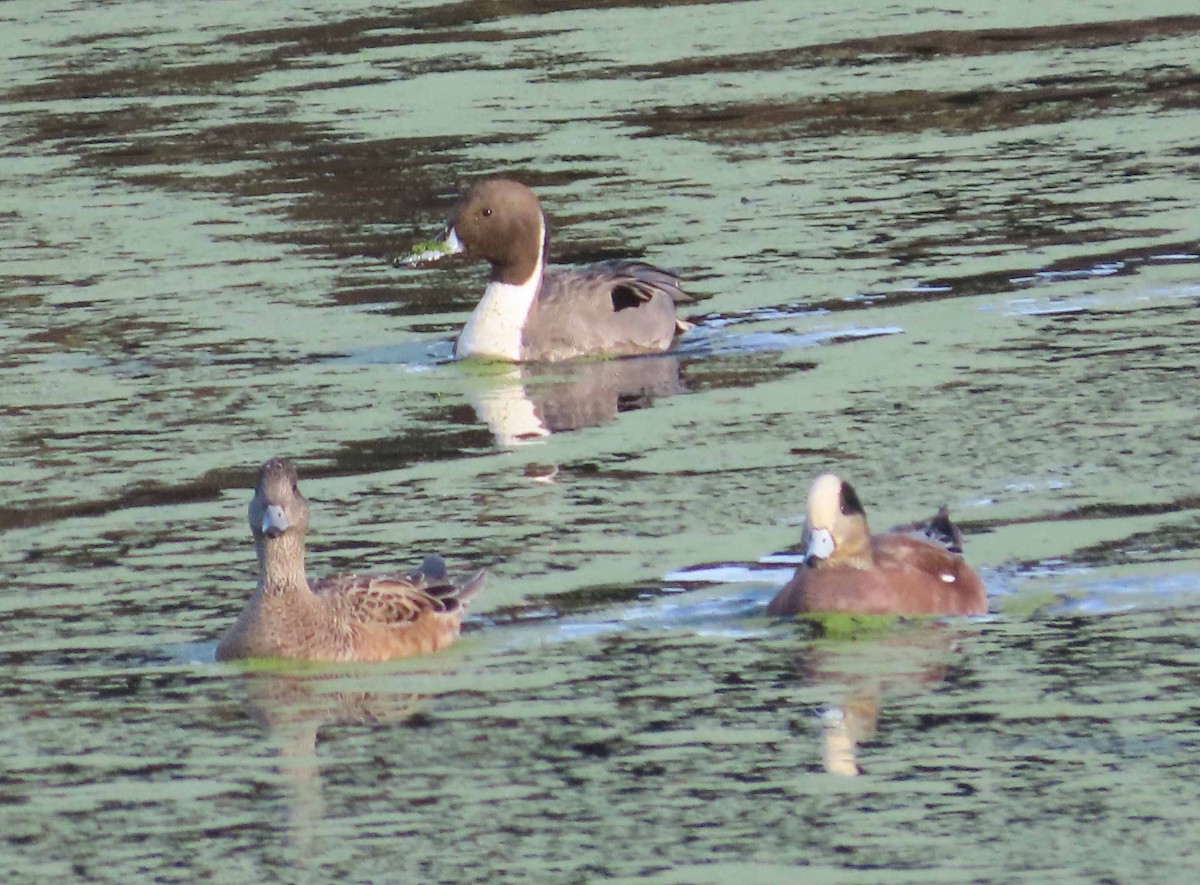 Northern Pintail - ML646553060