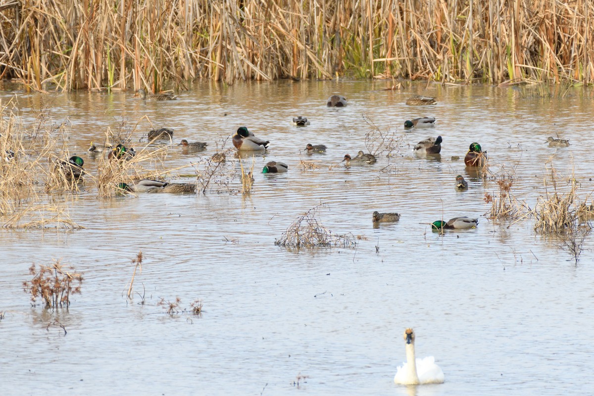 Green-winged Teal - ML646553061