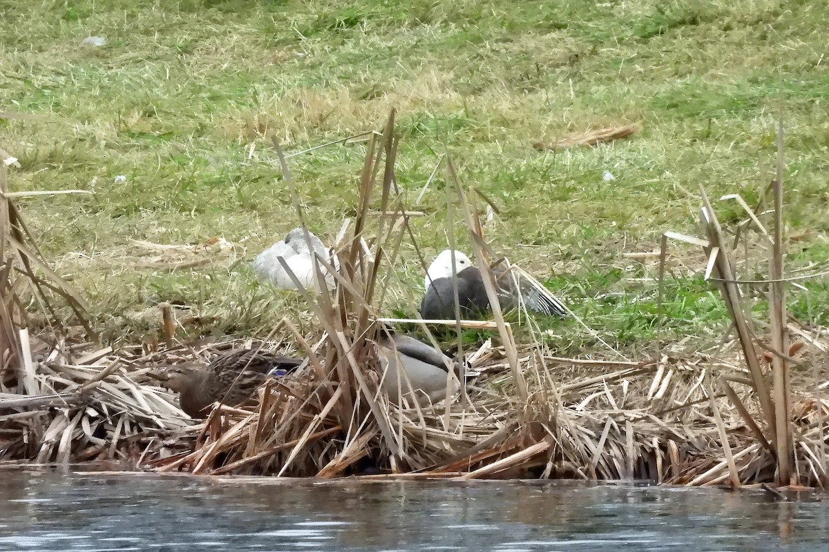 אווז שלג - ML646553069