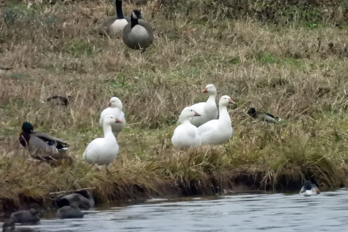 אווז שלג - ML646553071