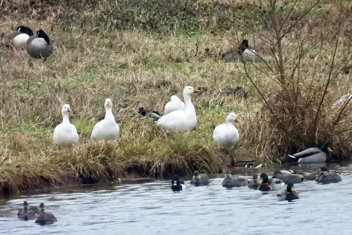 אווז שלג - ML646553075