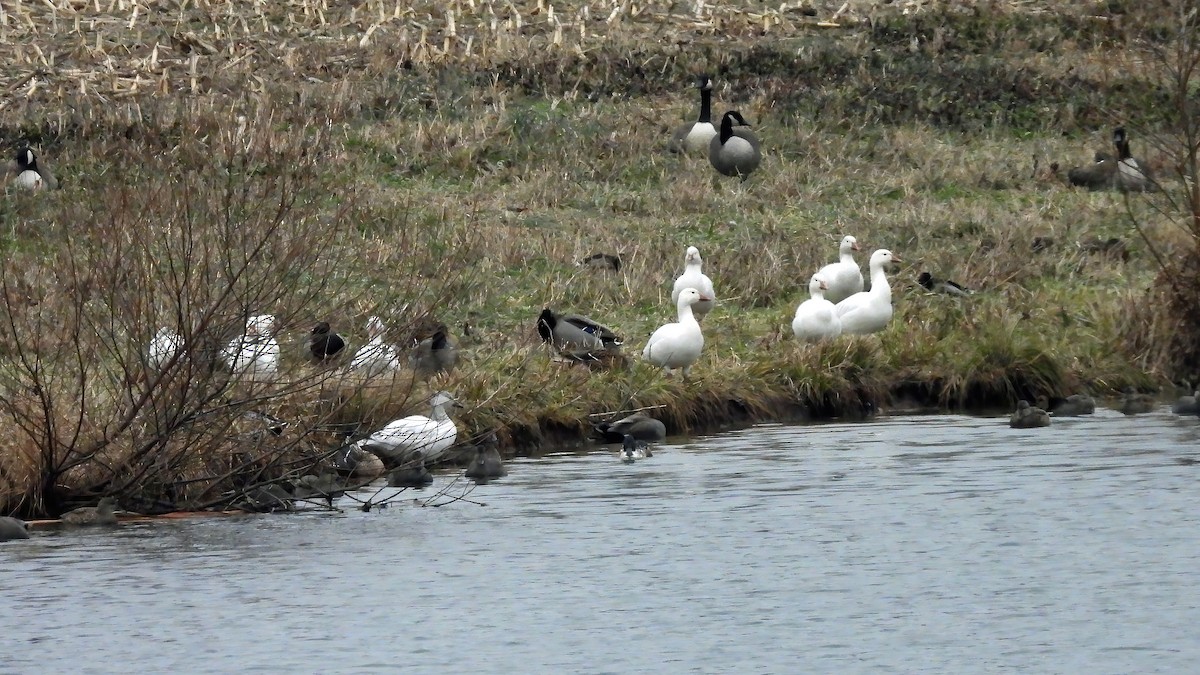 אווז שלג - ML646553076