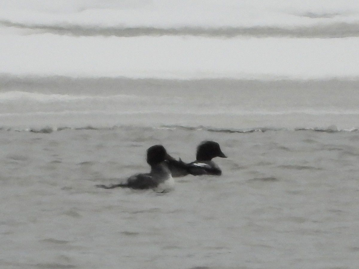 ホオジロガモ - ML646553077