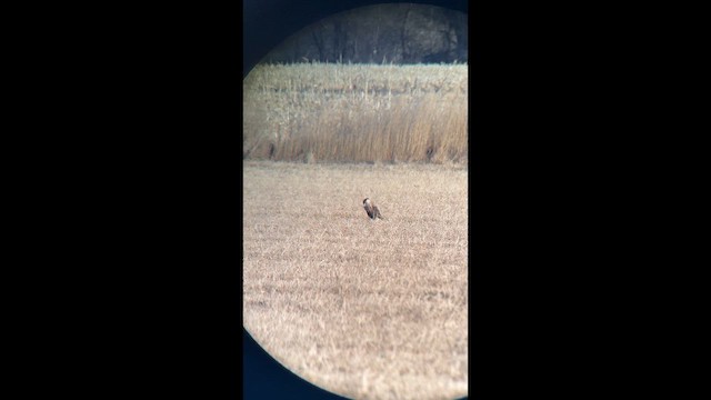 Caracara Carancho - ML646553078