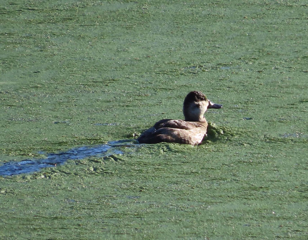 Ruddy Duck - ML646553079
