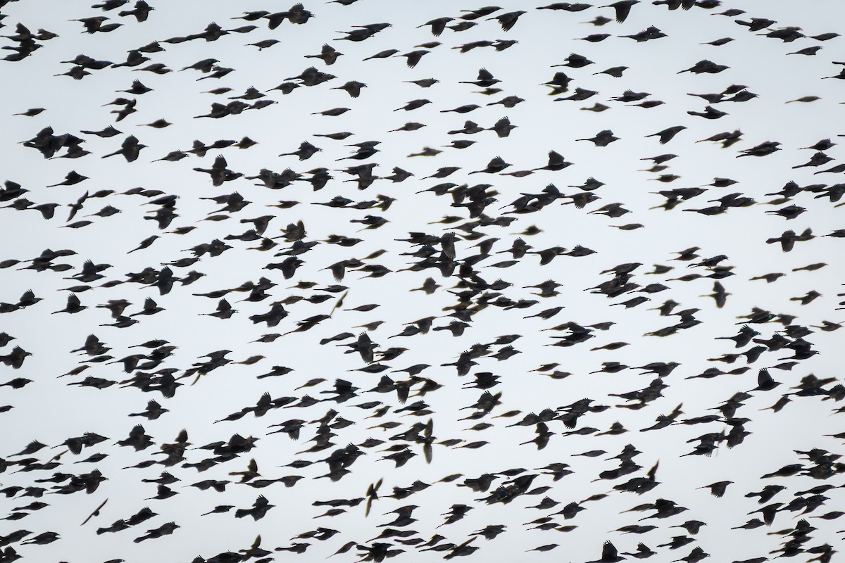 Purpurgrackel - ML646553085