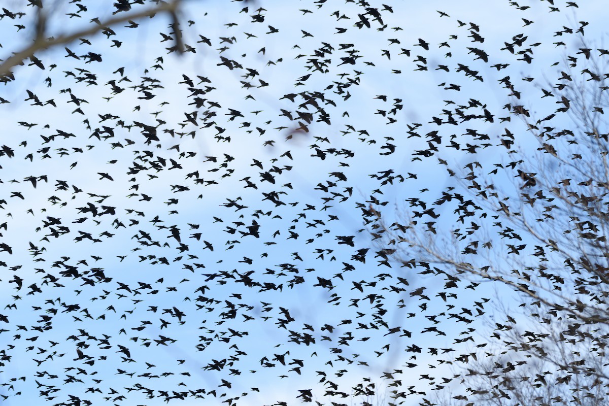 Purpurgrackel - ML646553086