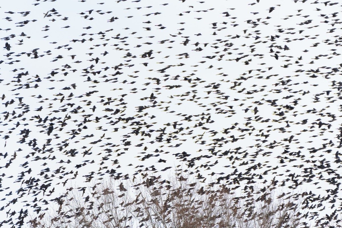 Purpurgrackel - ML646553087