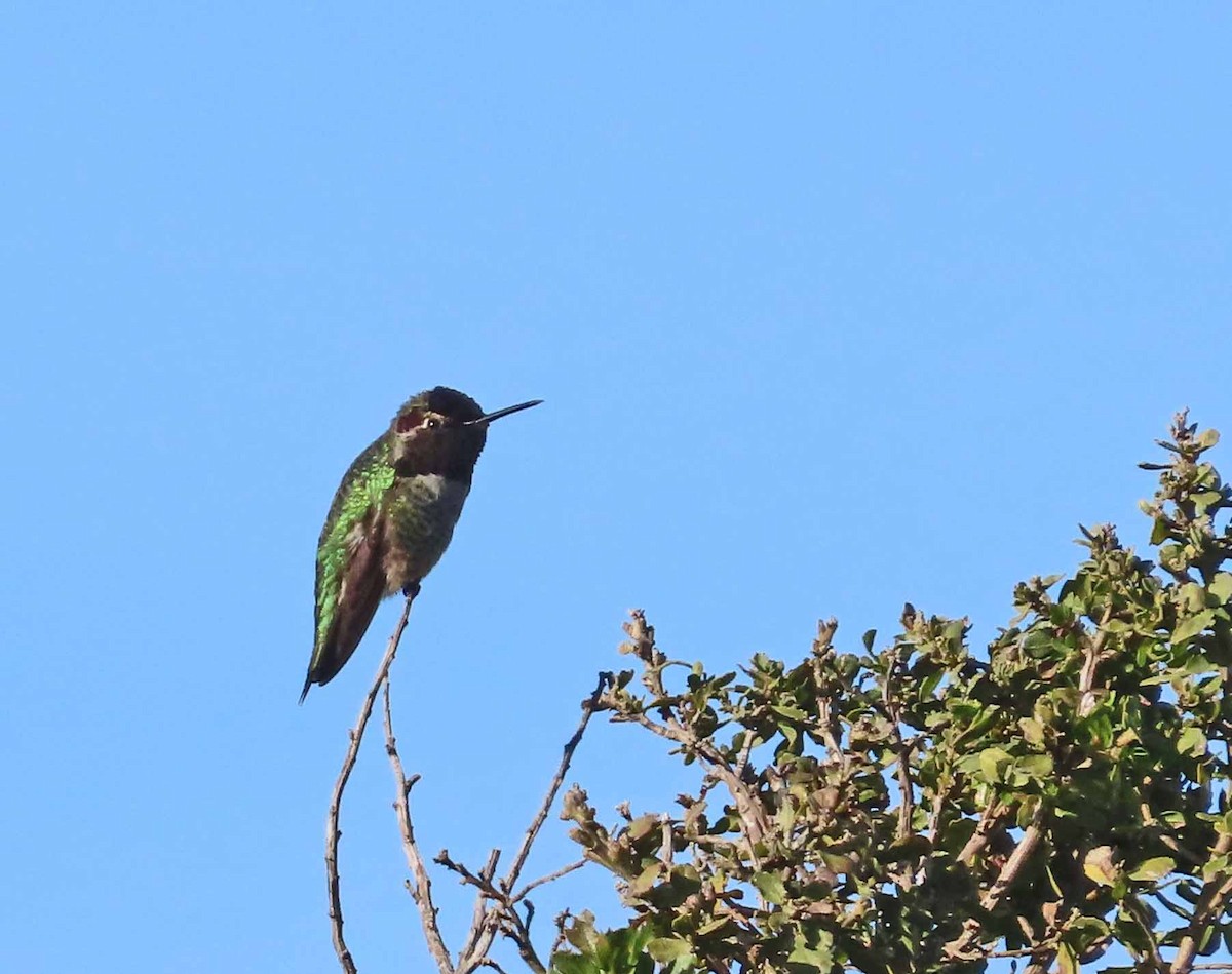 Anna's Hummingbird - ML646553088