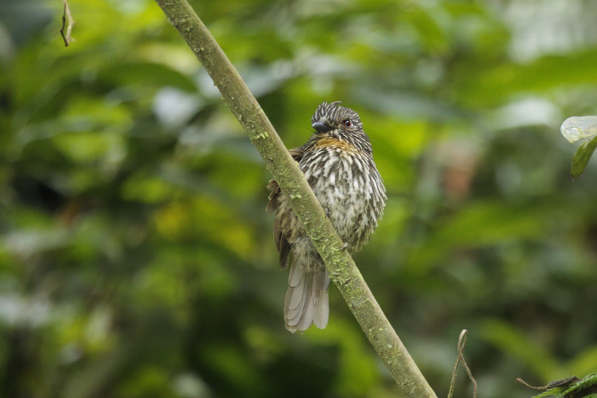 Siyah Çizgili Pufkuşu - ML646553089