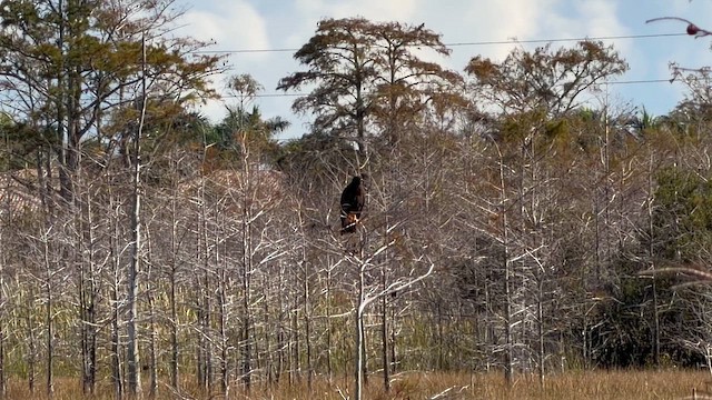 Snail Kite - ML646553090