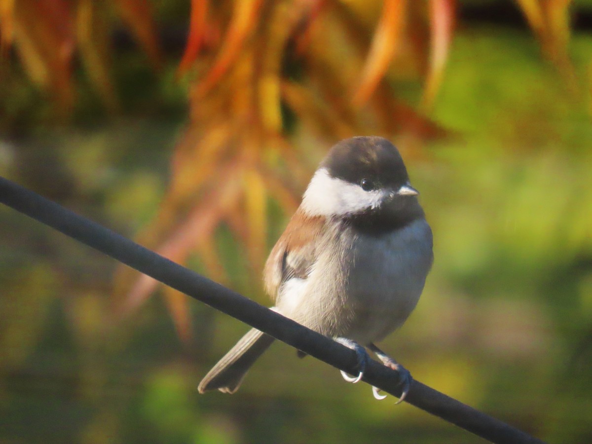 Chestnut-backed Chickadee - ML646553093