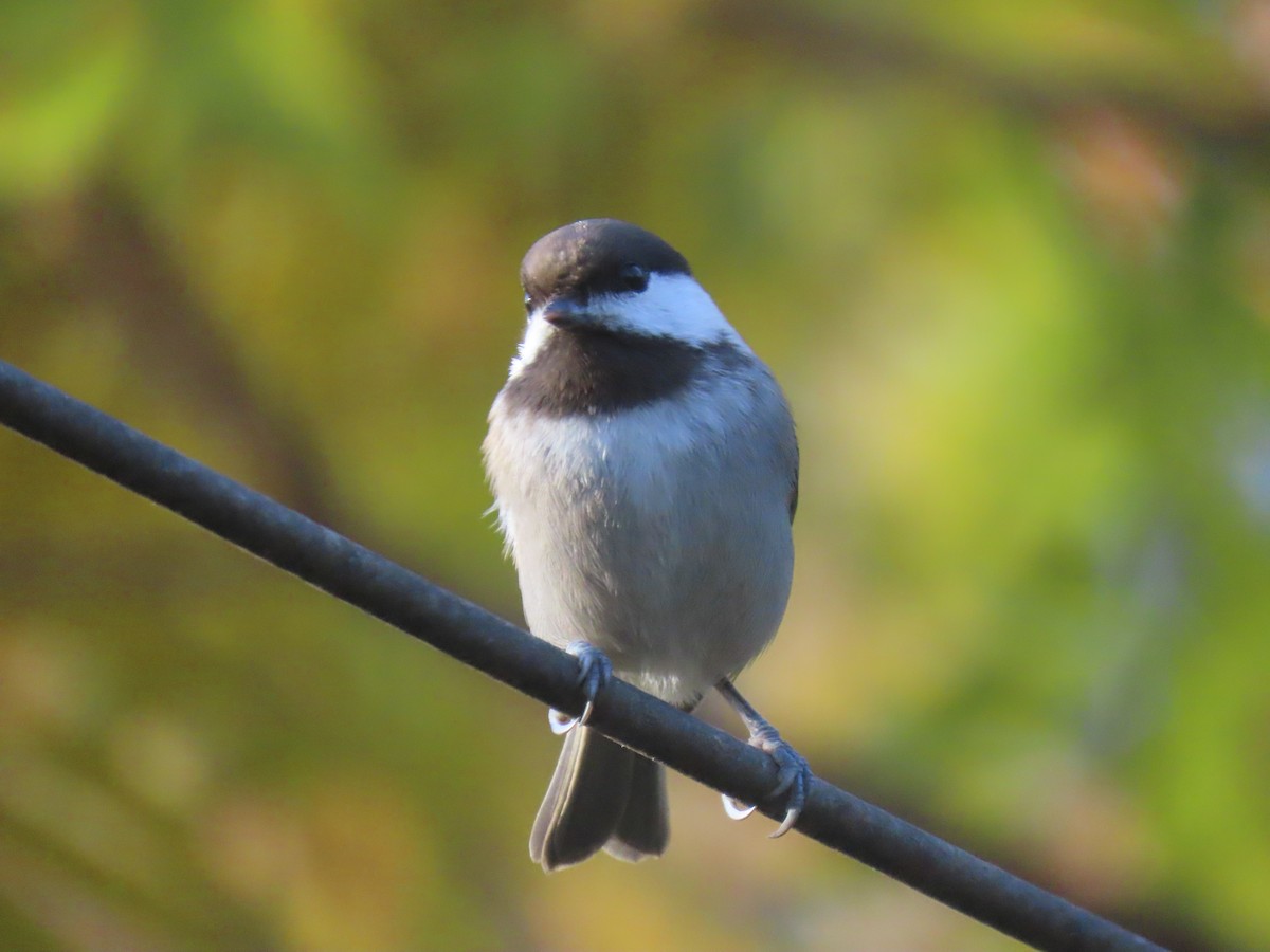 Chestnut-backed Chickadee - ML646553094