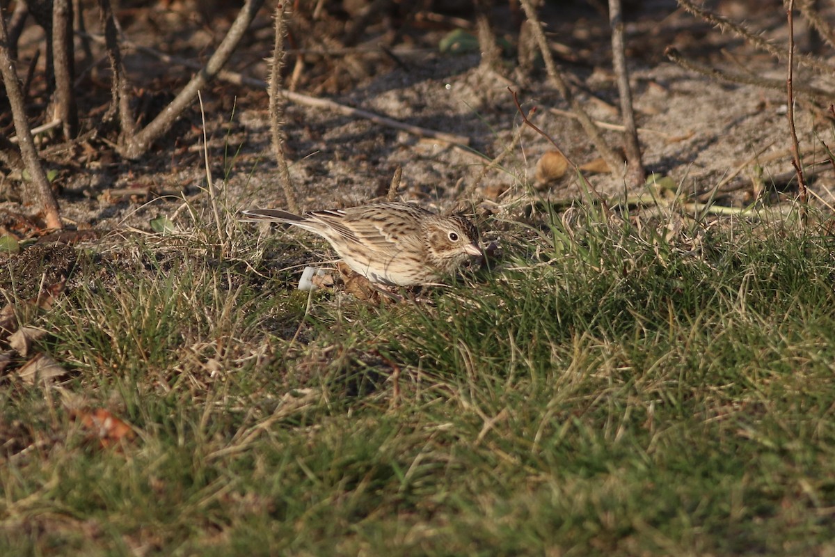 Vesper Sparrow - ML646553097