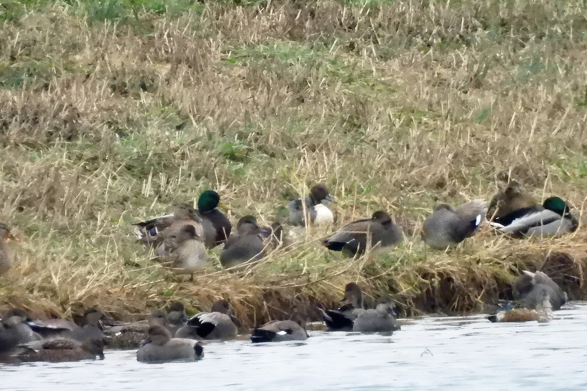 ברווז חד-זנב - ML646553098