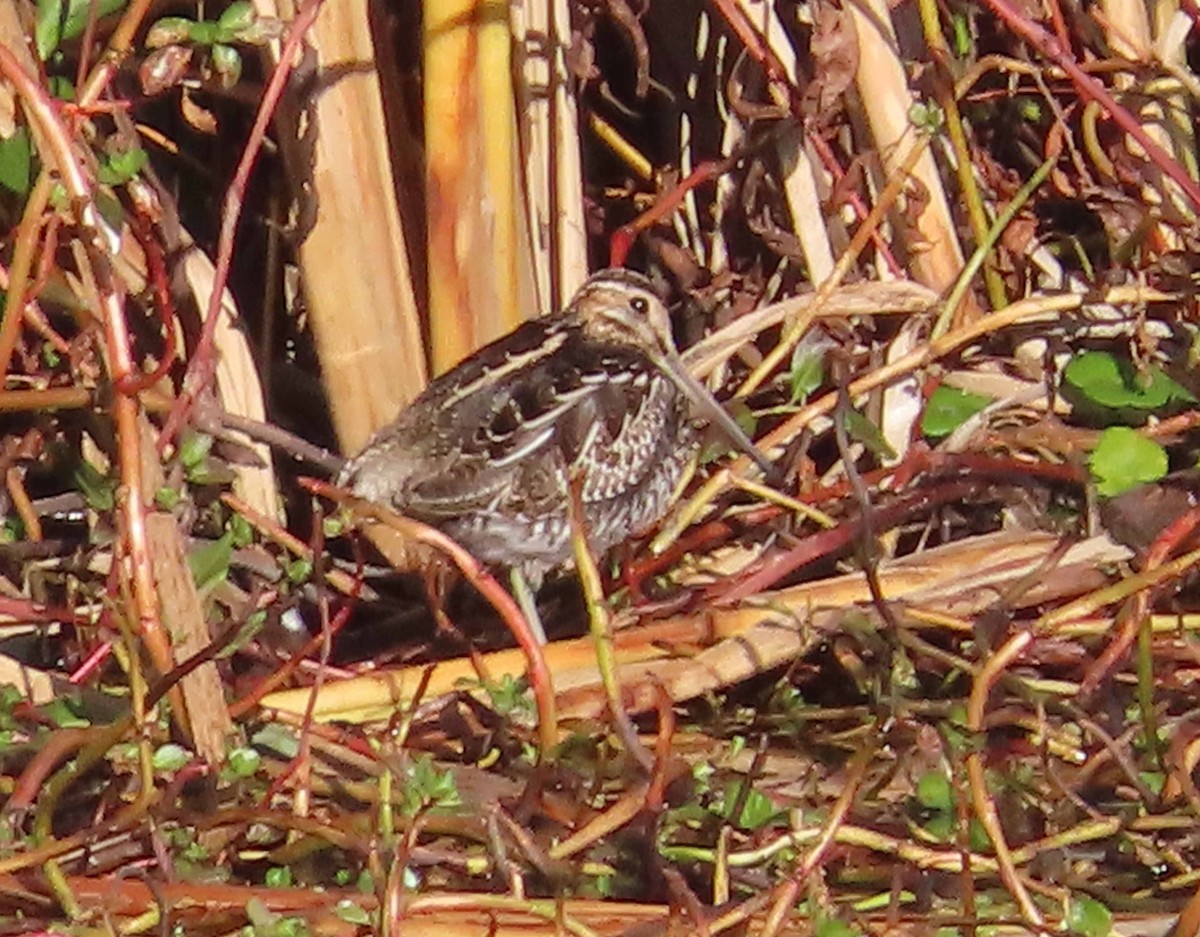 Wilson's Snipe - ML646553101