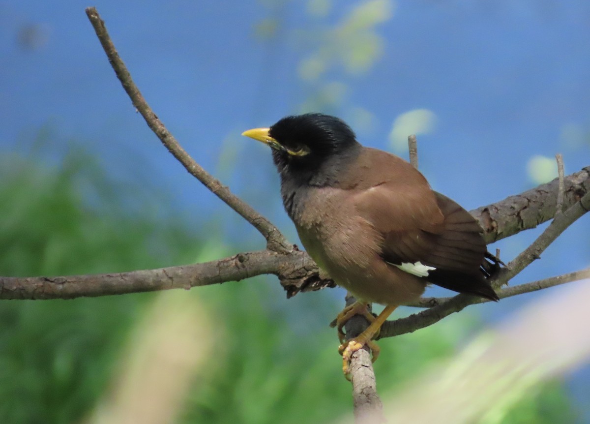 Hirtenmaina - ML646553103