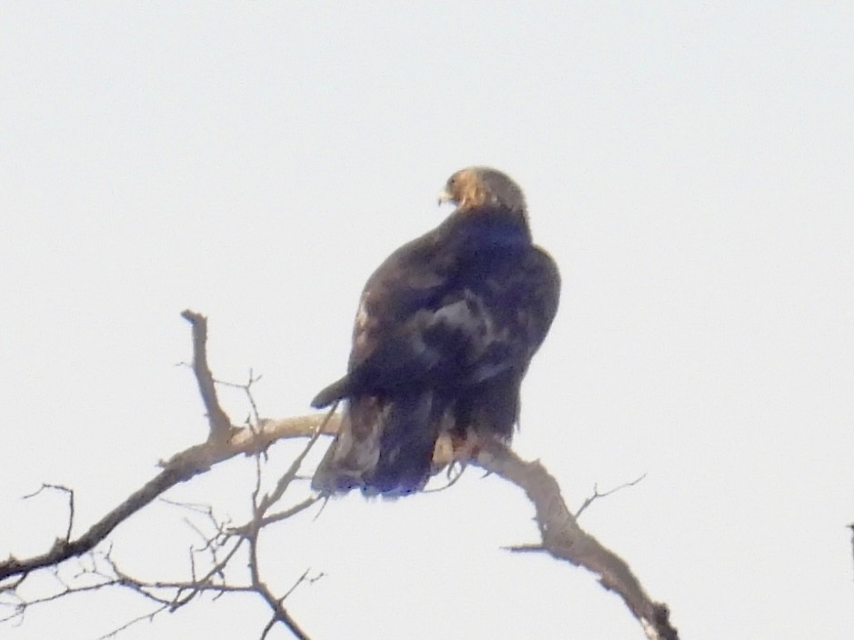 Golden Eagle - ML646553104