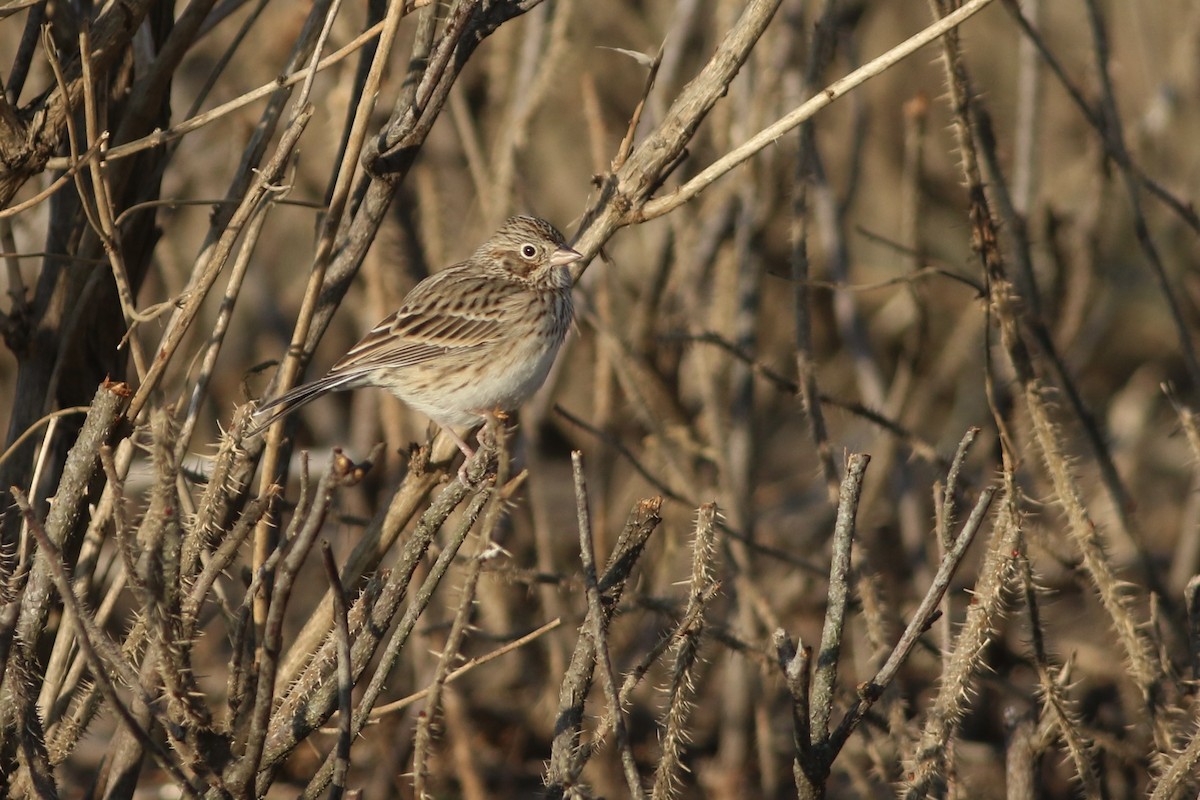 Vesper Sparrow - ML646553105