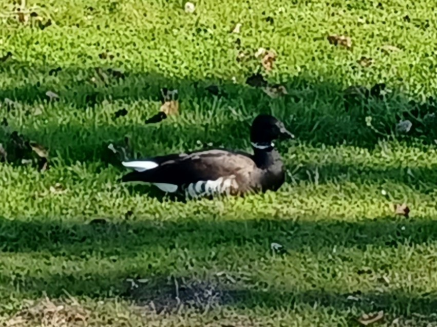 Brant (Black) - ML646553106