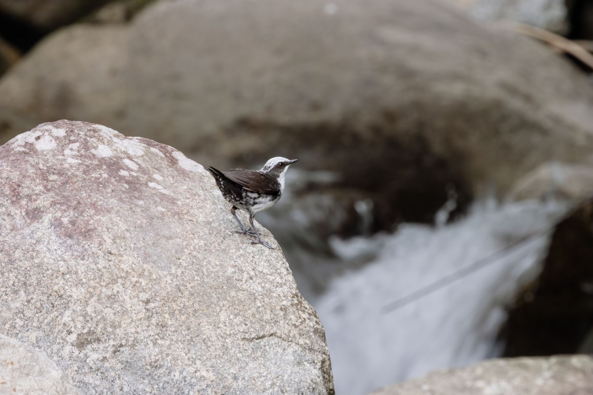 Ak Başlı Derekuşu - ML646553108