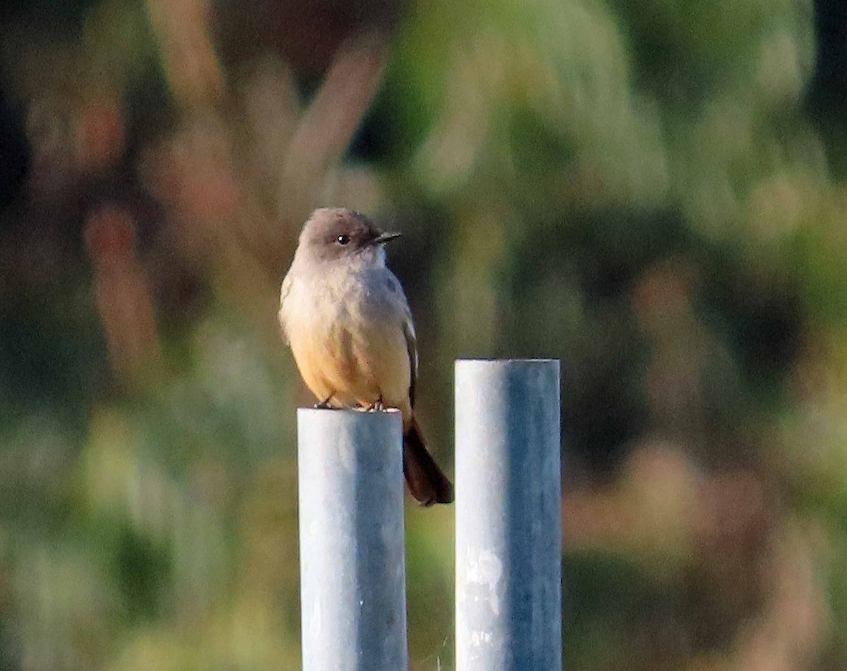 Say's Phoebe - ML646553110