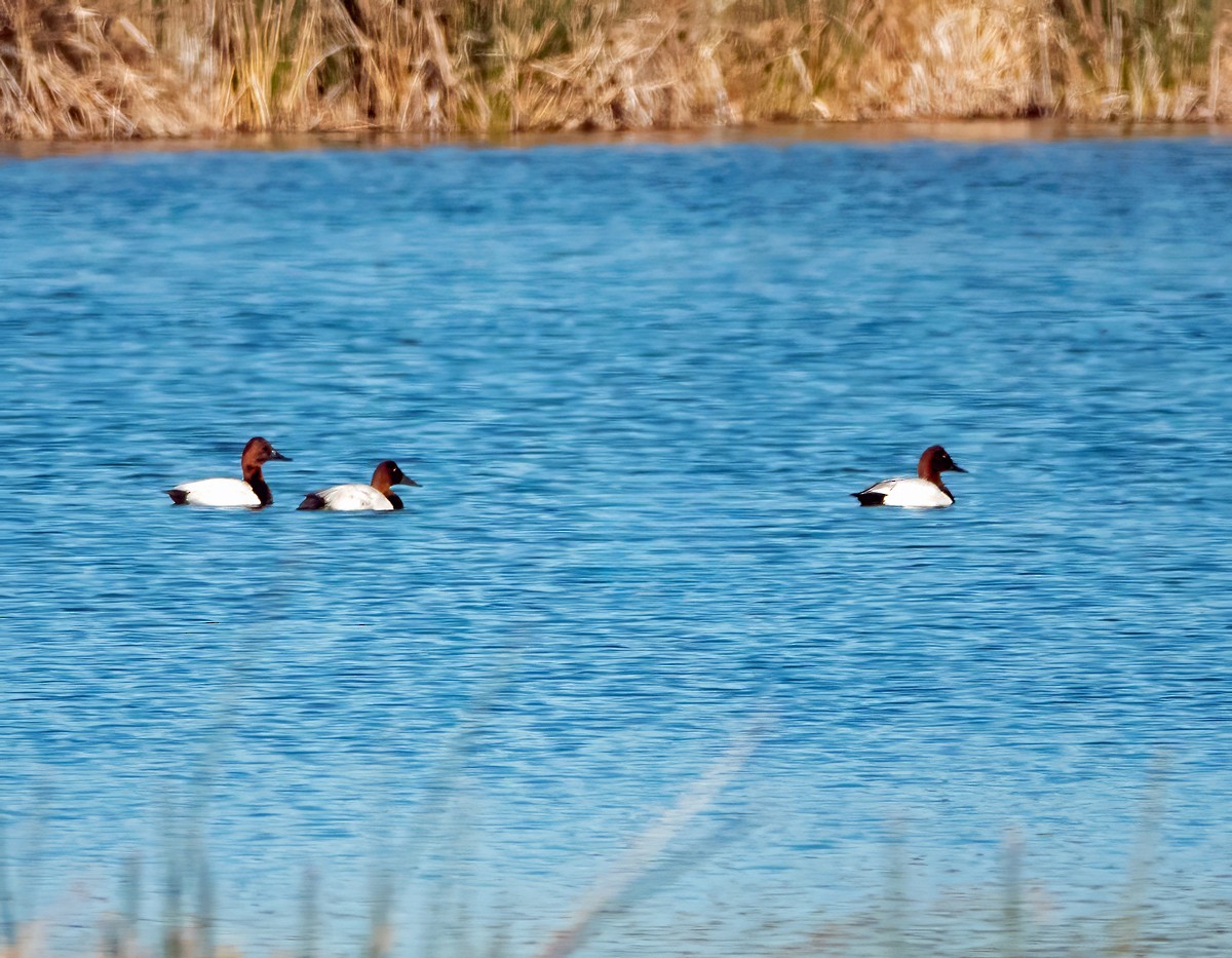 Canvasback - ML646553111