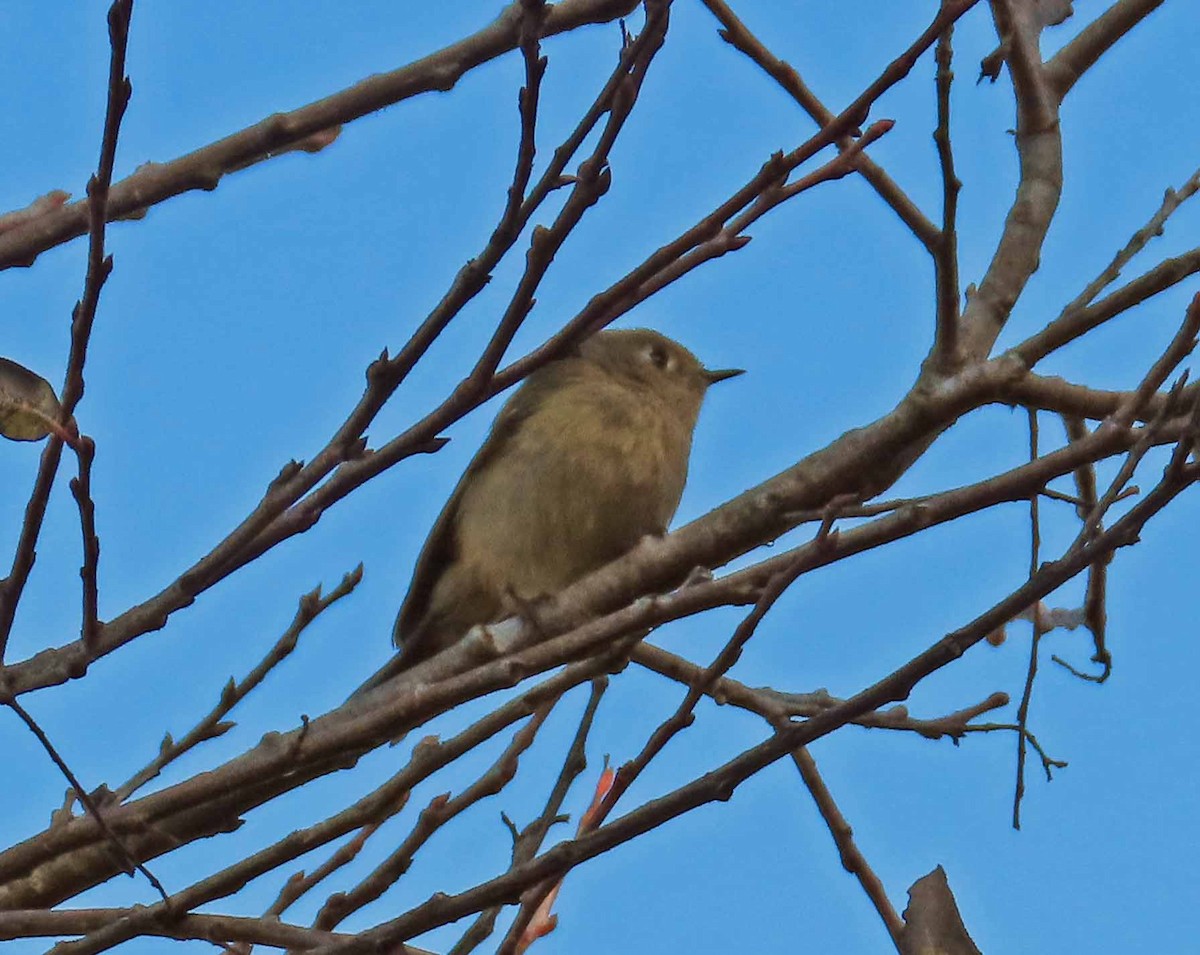 Ruby-crowned Kinglet - ML646553122