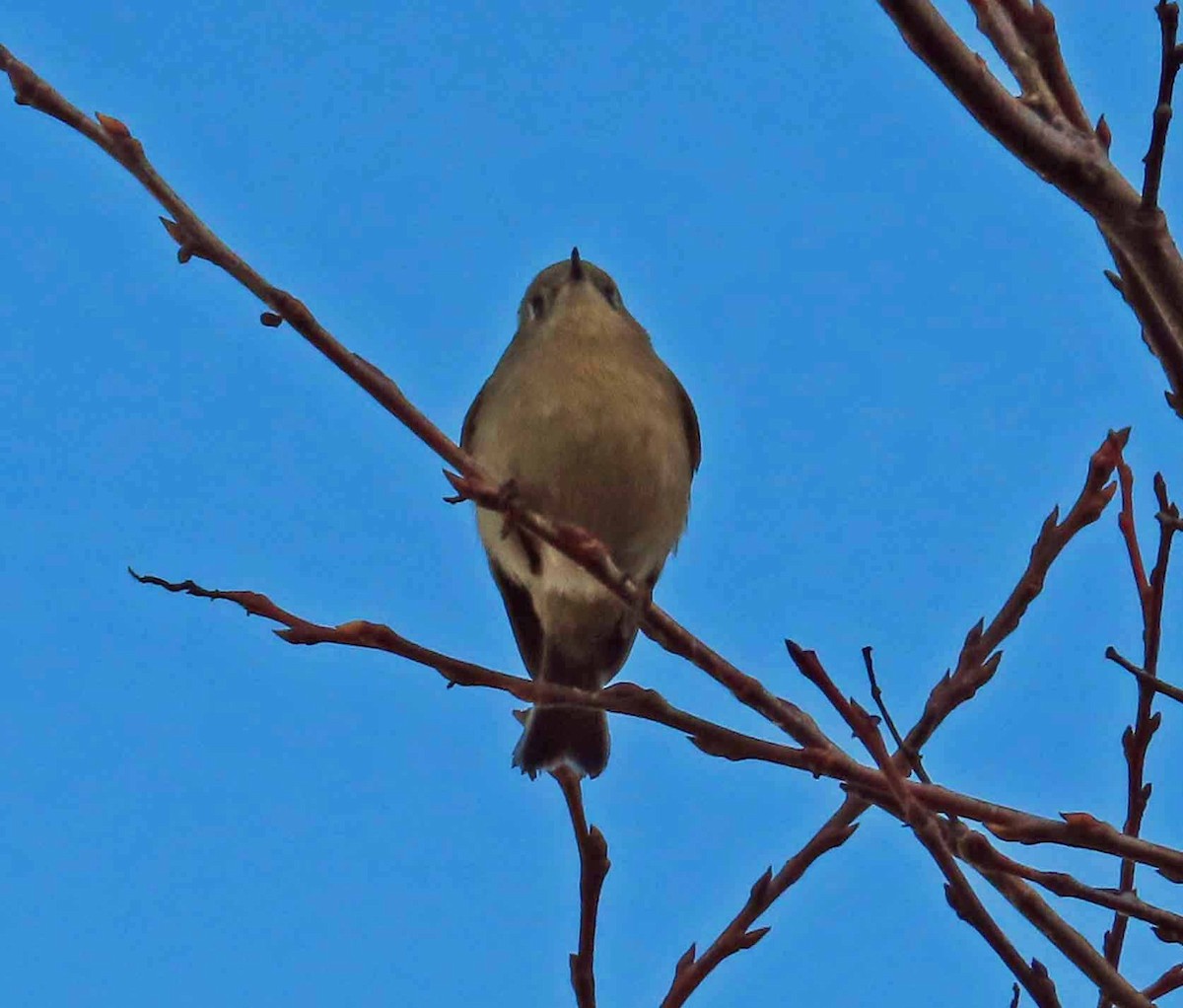 Ruby-crowned Kinglet - ML646553123