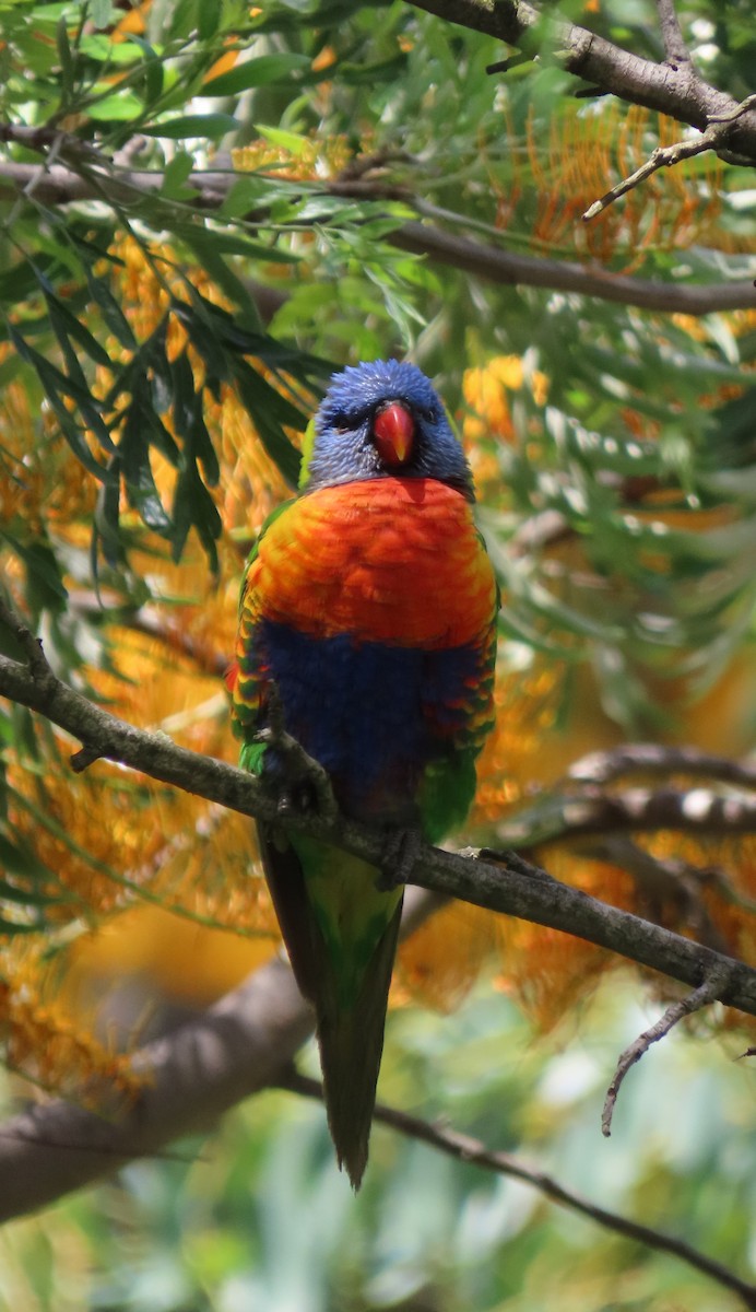 Regenbogenlori - ML646553124