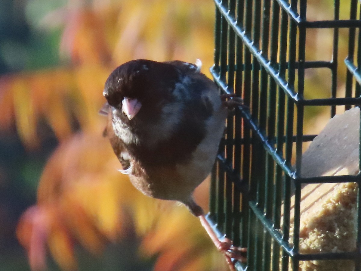 Dark-eyed Junco - ML646553125