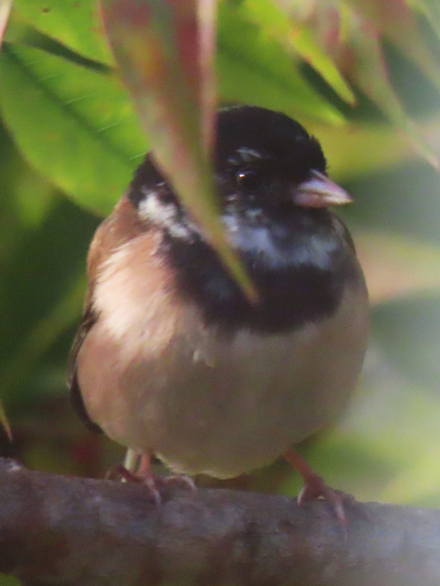 Dark-eyed Junco - ML646553126