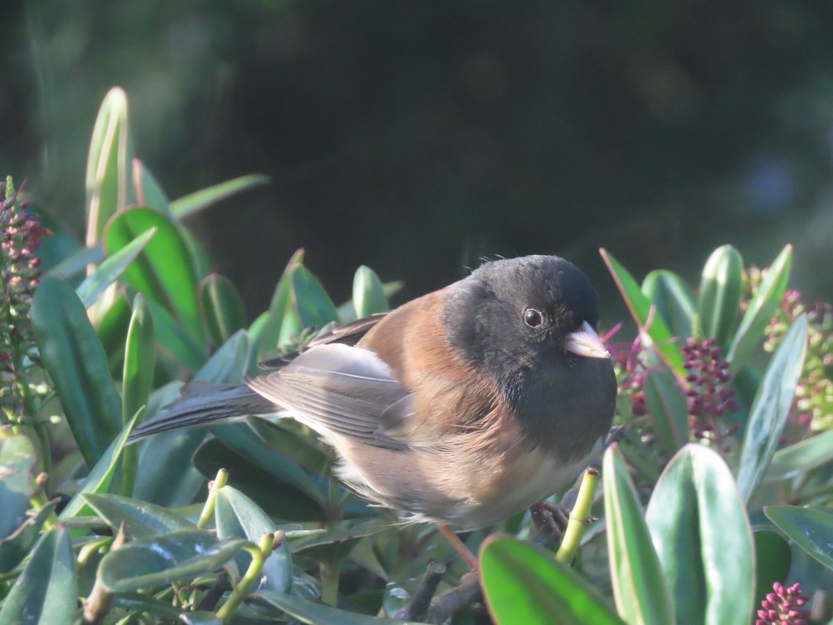 Dark-eyed Junco - ML646553127
