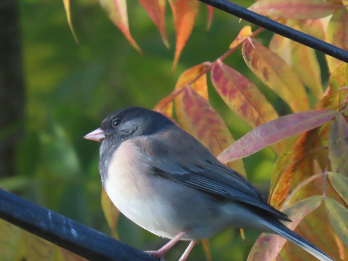 Dark-eyed Junco - ML646553128