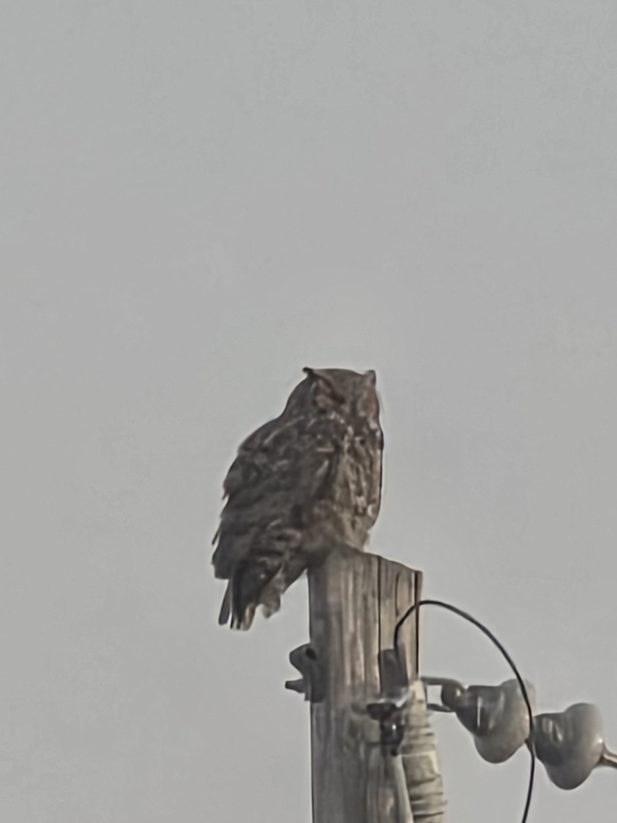 Grand-duc d'Amérique - ML646553129