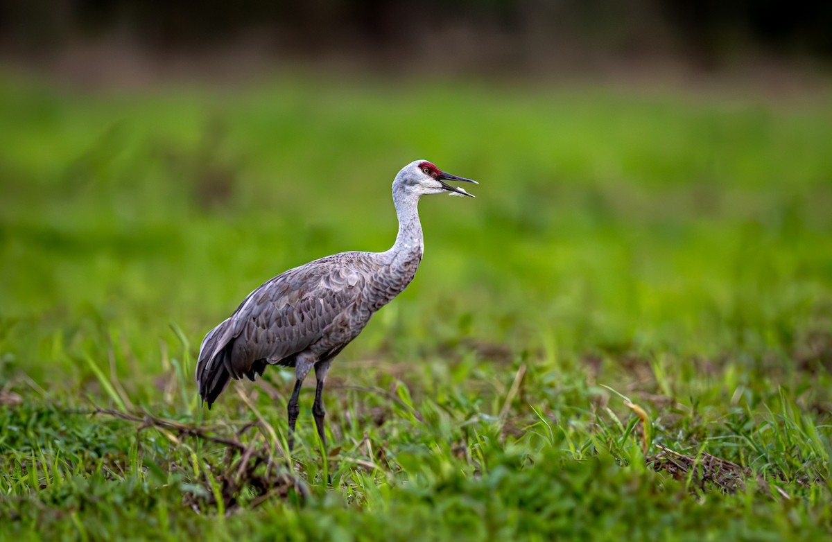 Kanada Turnası - ML646553131