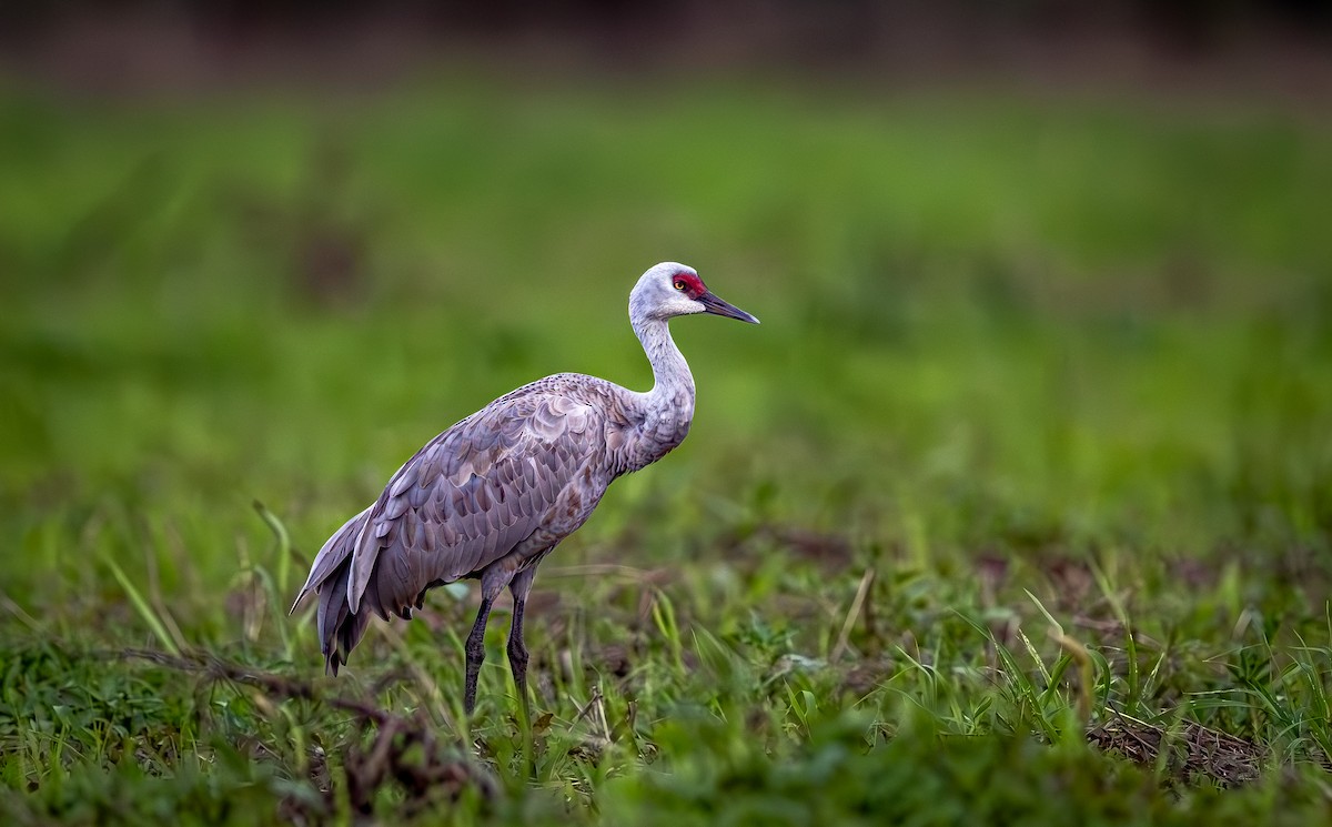 Kanada Turnası - ML646553132