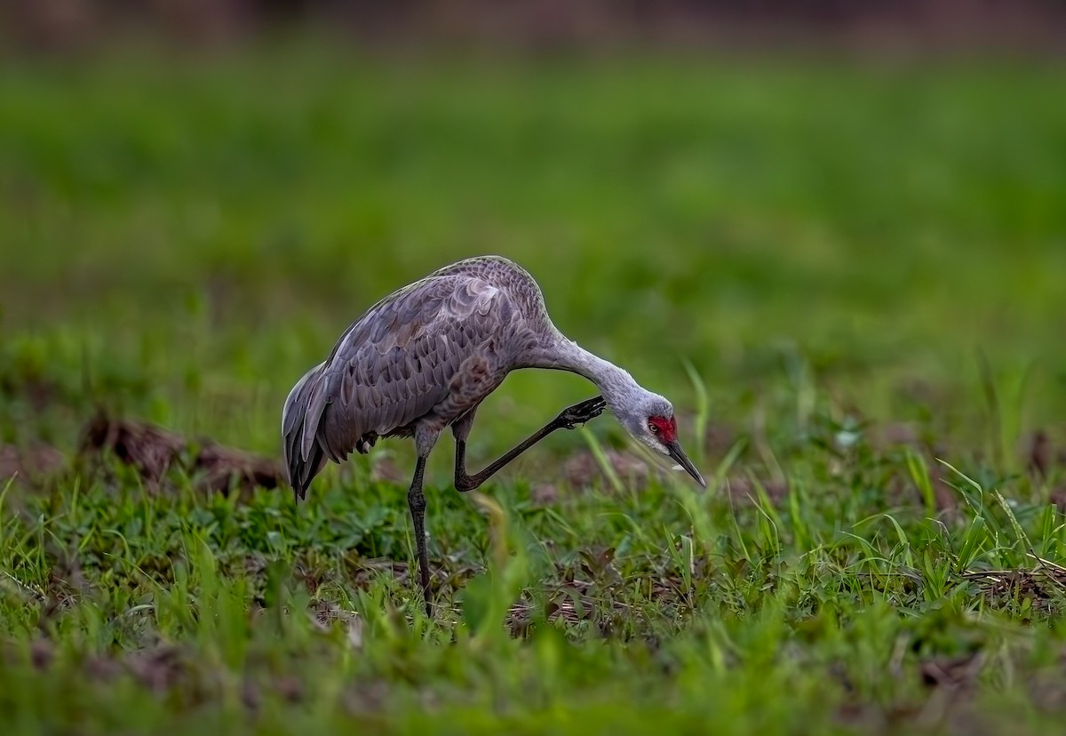 Kanada Turnası - ML646553133