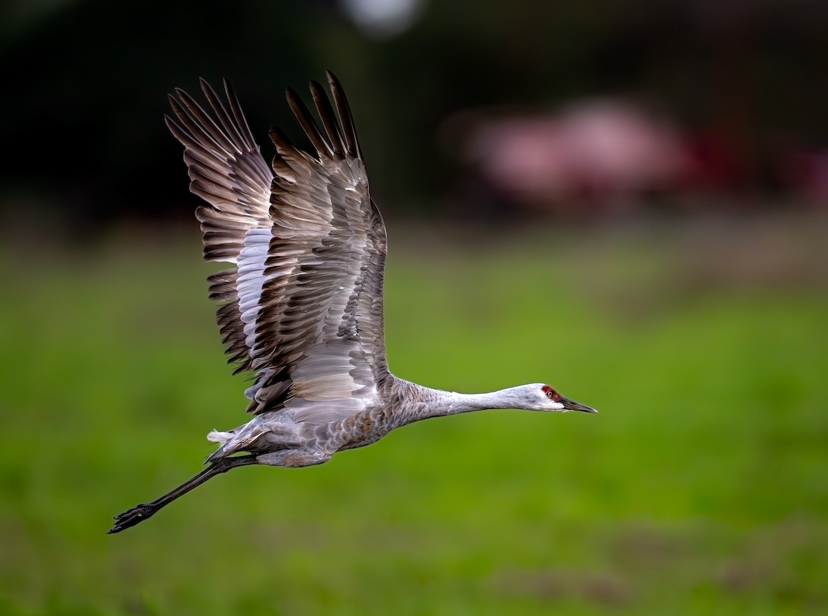 Kanada Turnası - ML646553135