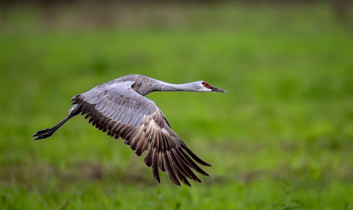 Kanada Turnası - ML646553136