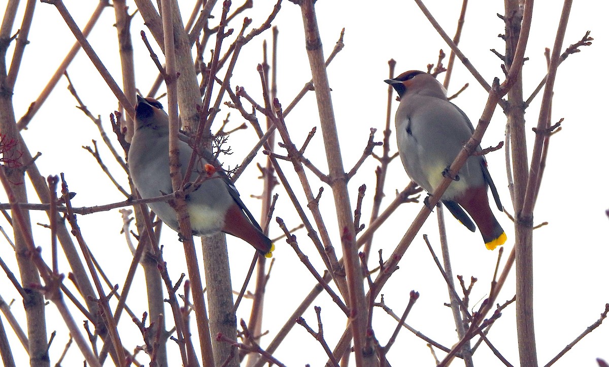 Bohemian Waxwing - ML646553137