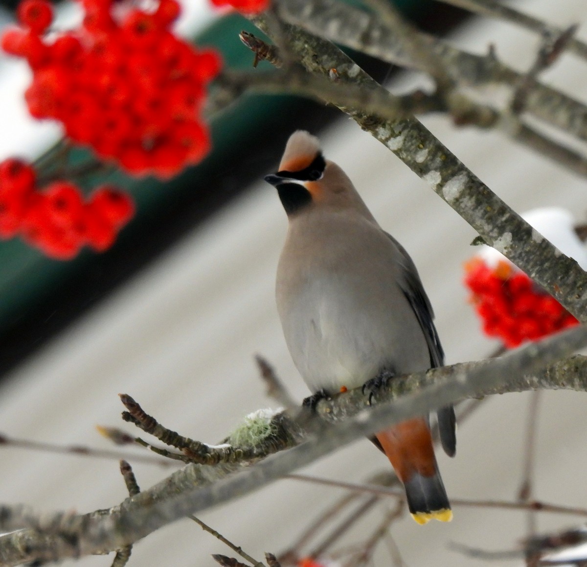 Bohemian Waxwing - ML646553138