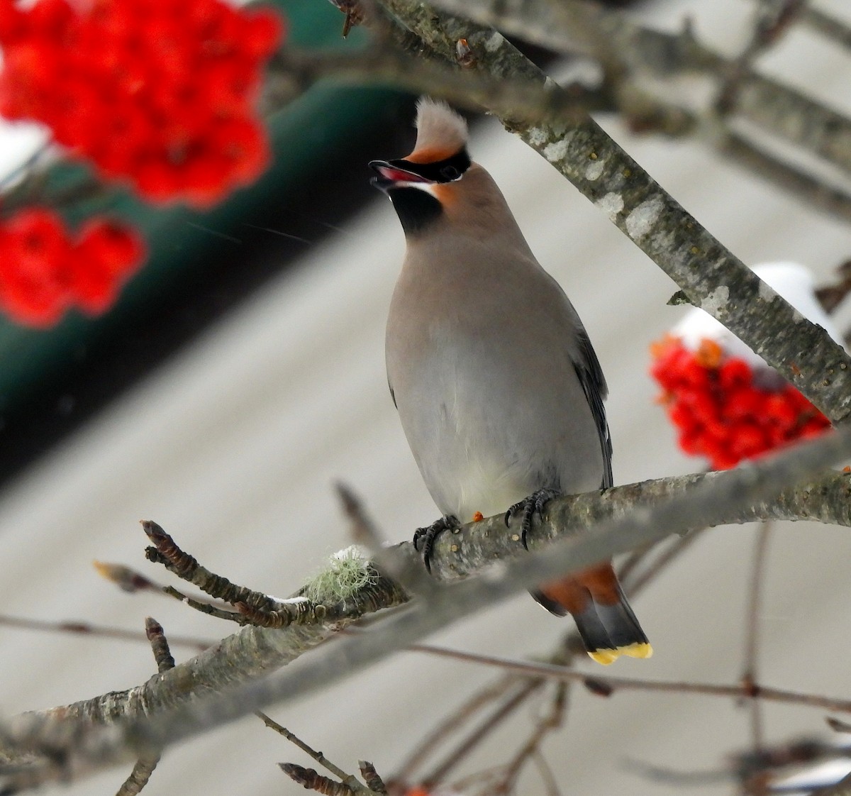 Bohemian Waxwing - ML646553139