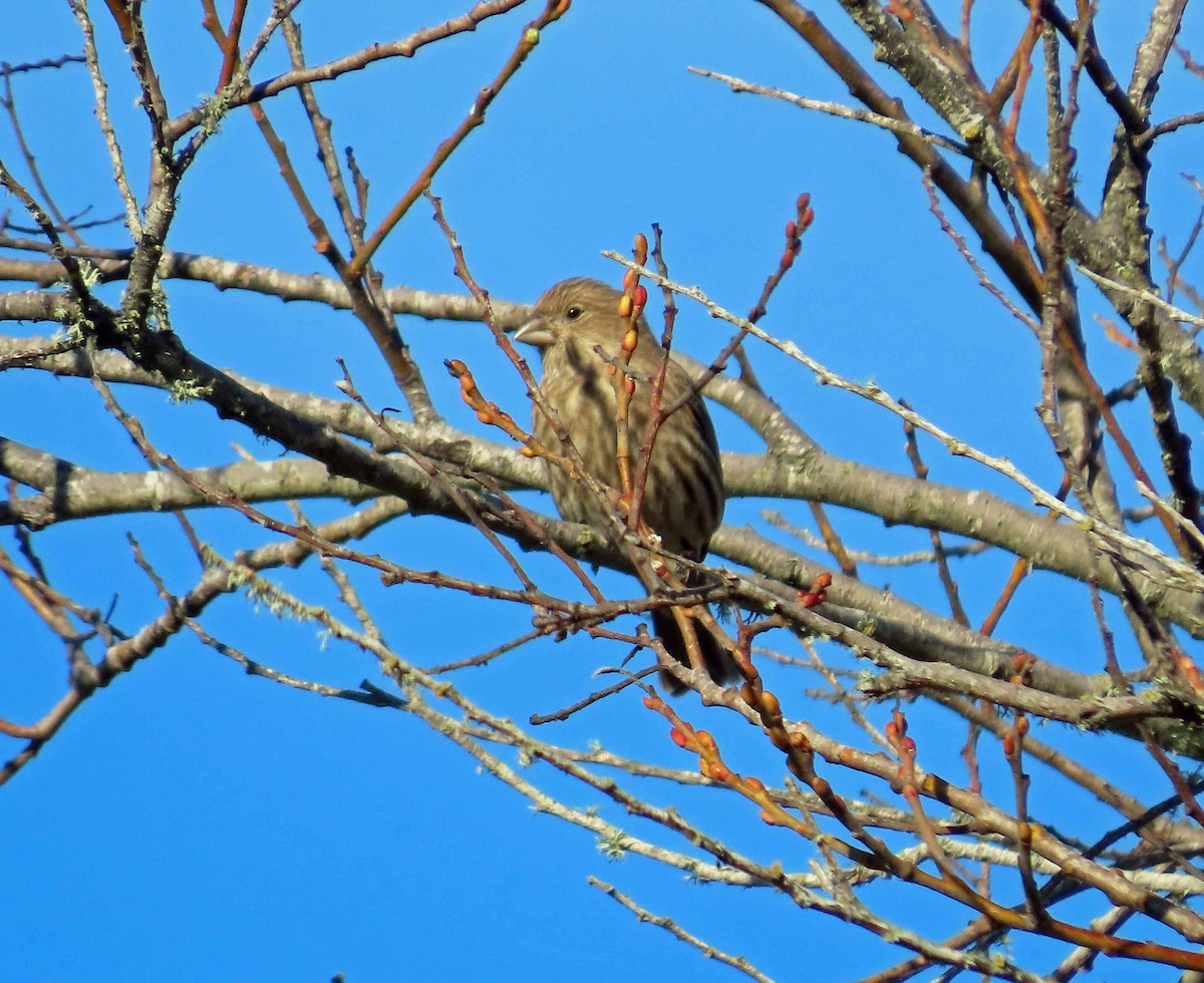 House Finch - ML646553143