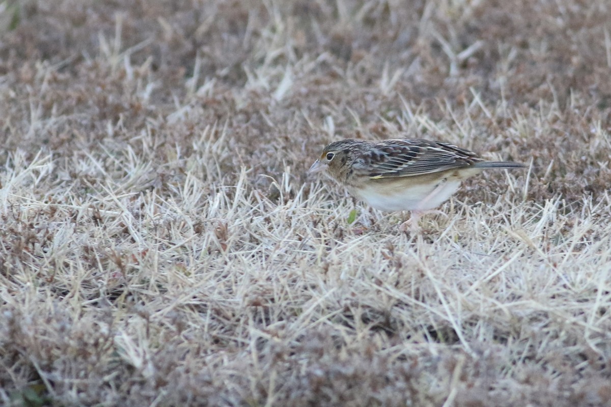 Grasshopper Sparrow - ML646553145